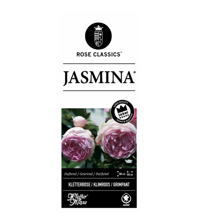 Klimroos (rosa "Jasmina"®)