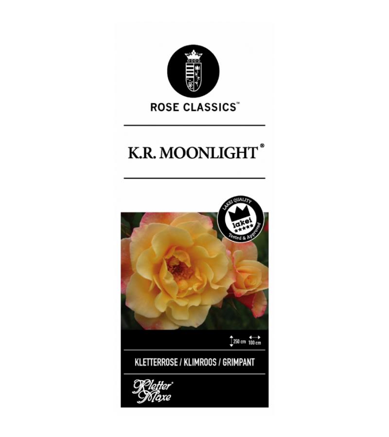 Klimroos (rosa "Moonlight"®)