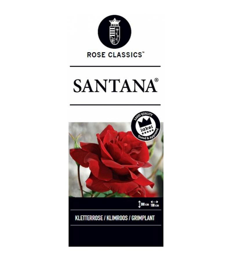 Klimroos (rosa "Santana"®)