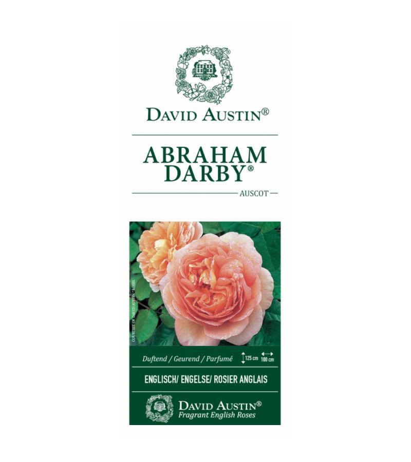 Engelse roos (rosa "Abraham Darby"®)