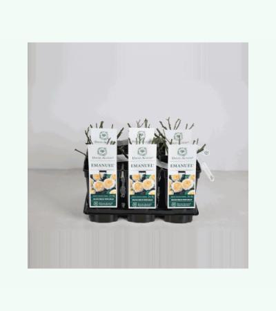 Engelse roos (rosa "Emanuel"®)