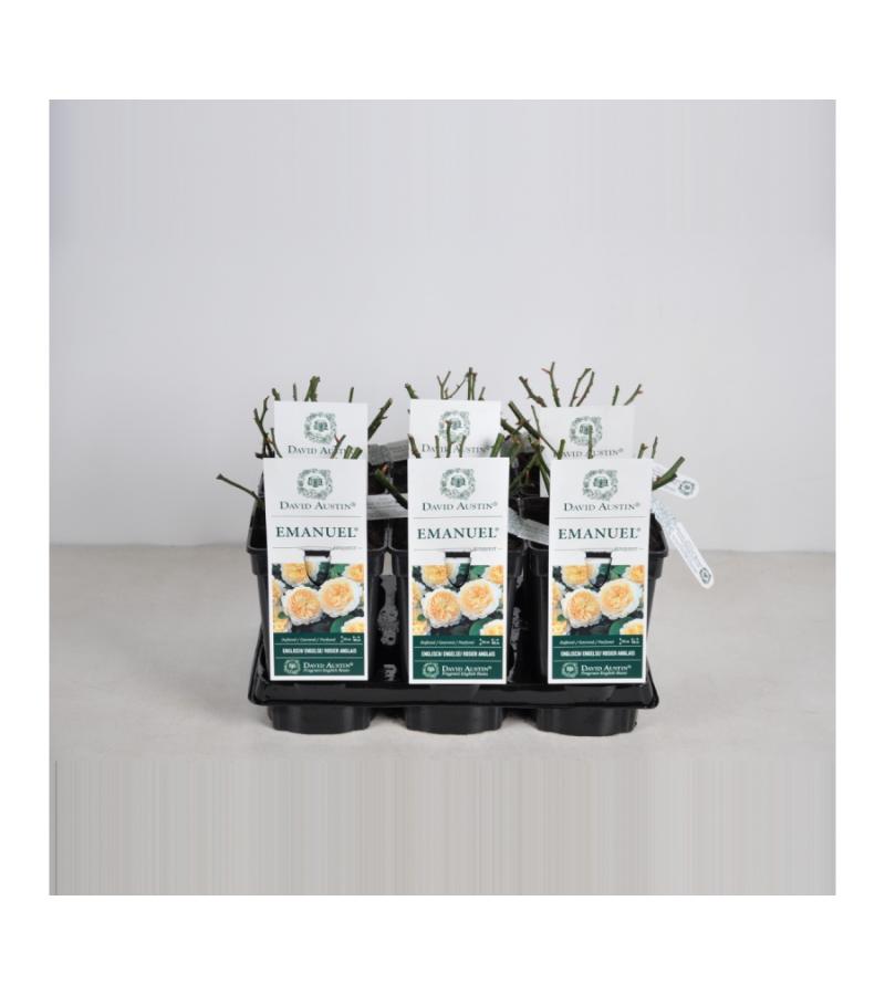 Engelse roos (rosa "Emanuel"®)