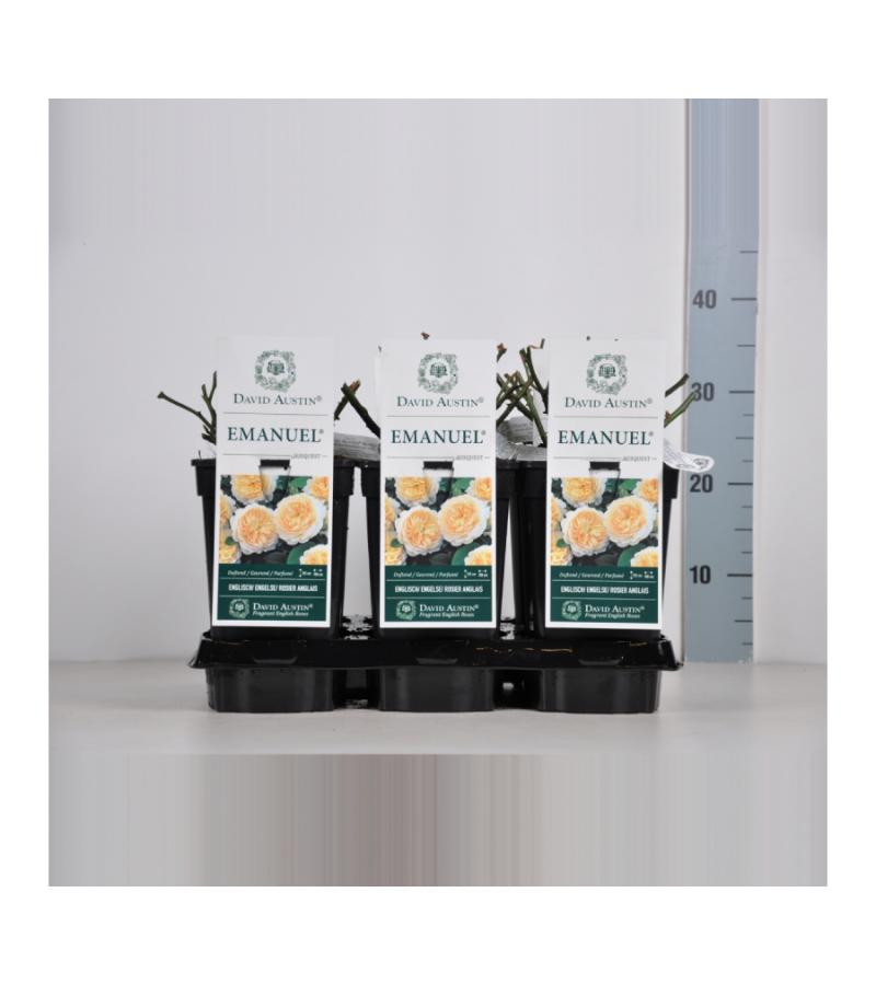 Engelse roos (rosa "Emanuel"®)