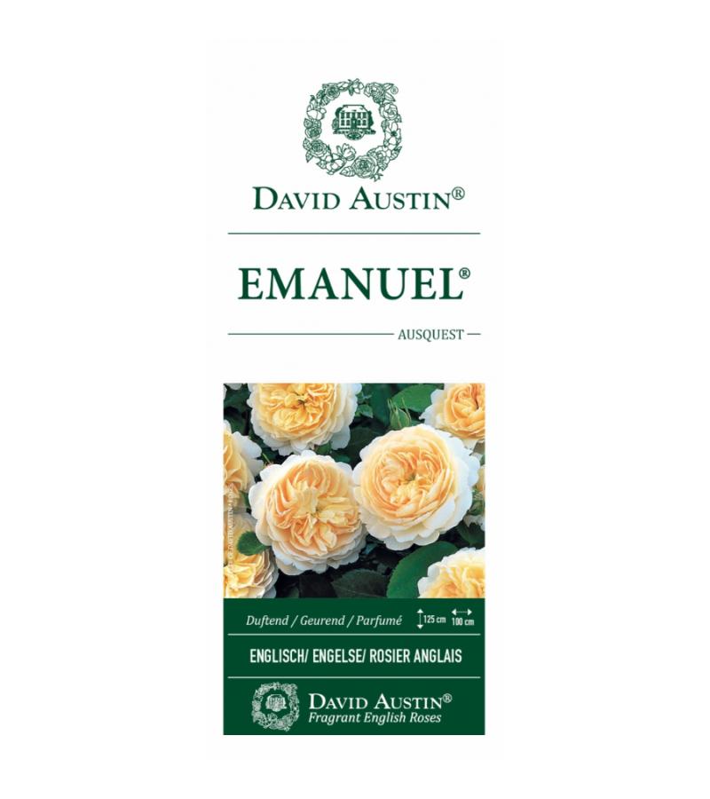 Engelse roos (rosa "Emanuel"®)