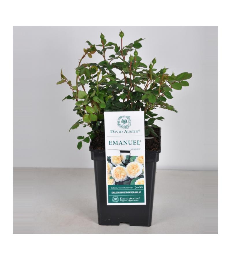 Engelse roos (rosa "Emanuel"®)