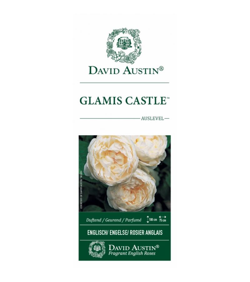Engelse roos (rosa "Glamis Castle"®)