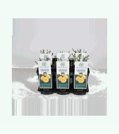 Engelse roos (rosa "Graham Thomas"®)