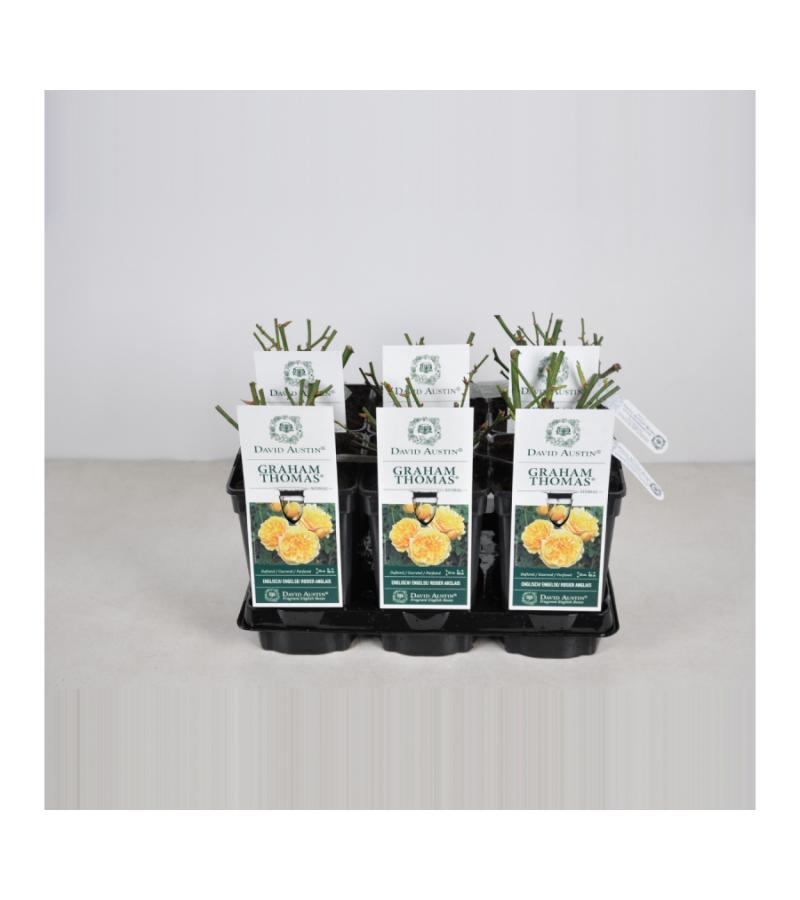 Engelse roos (rosa "Graham Thomas"®)