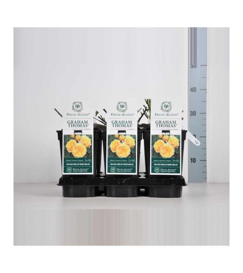 Engelse roos (rosa "Graham Thomas"®)
