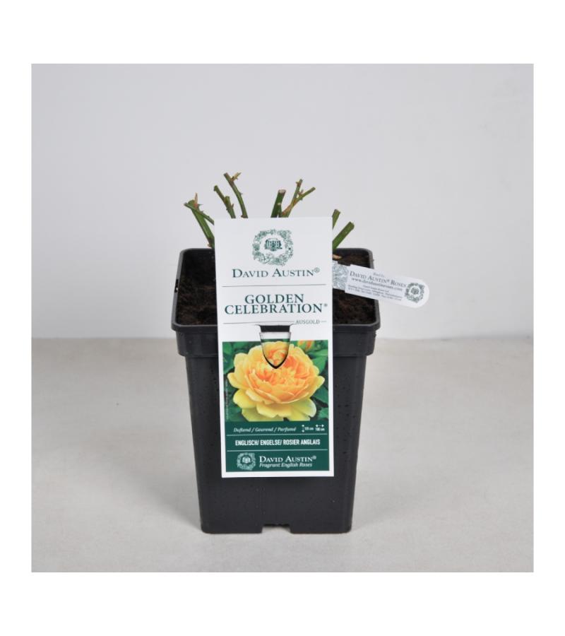 Engelse roos (rosa "Graham Thomas"®)