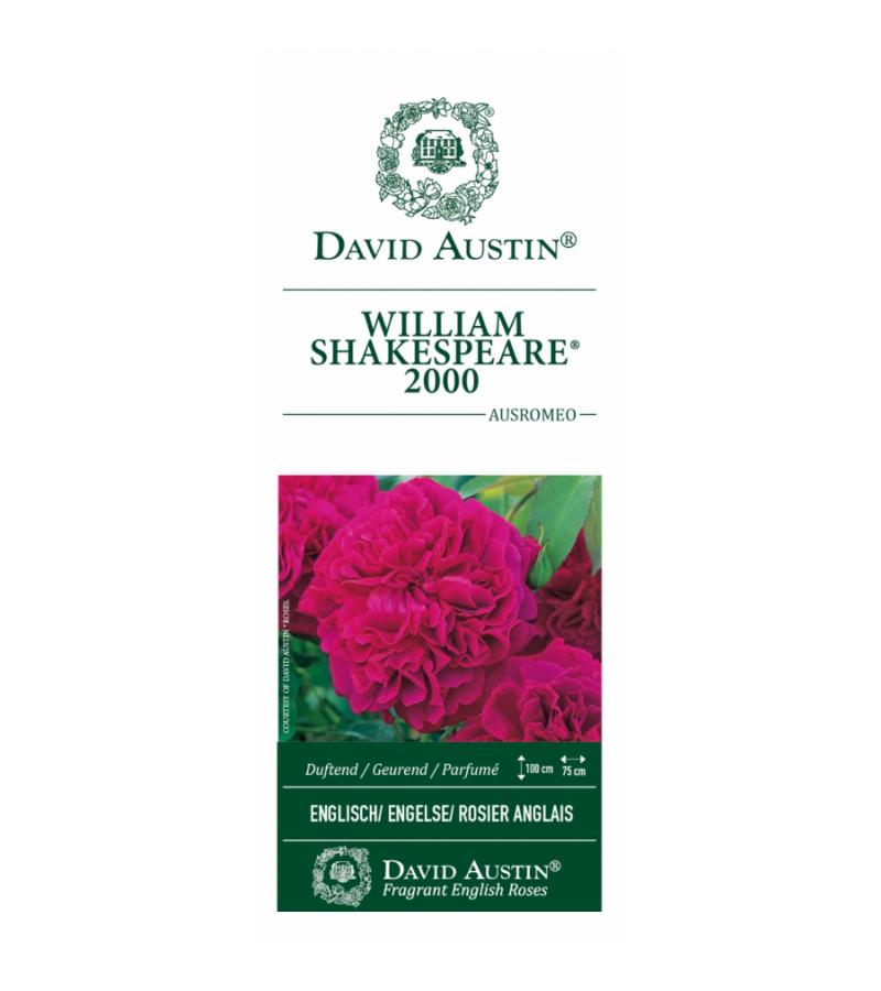 Engelse roos (rosa "William Shakespeare 2000"®)