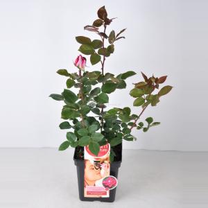 Grootbloemige roos Parfum de Nature (rosa Acapella®) C5 1 stuks