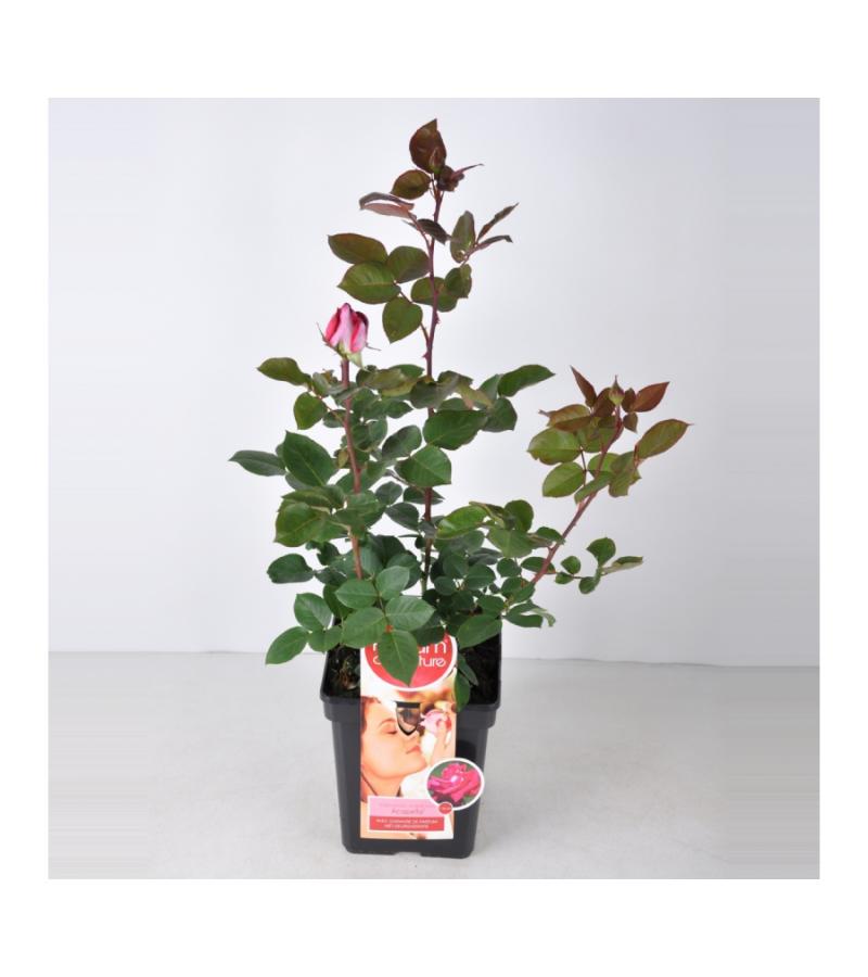 Grootbloemige roos Parfum de Nature (rosa "Acapella"®)