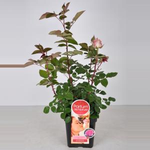 Grootbloemige roos Parfum de Nature (rosa Beverly®) C5 1 stuks