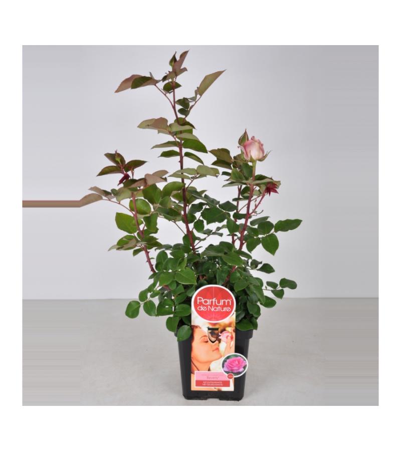 Grootbloemige roos Parfum de Nature (rosa "Beverly"®)