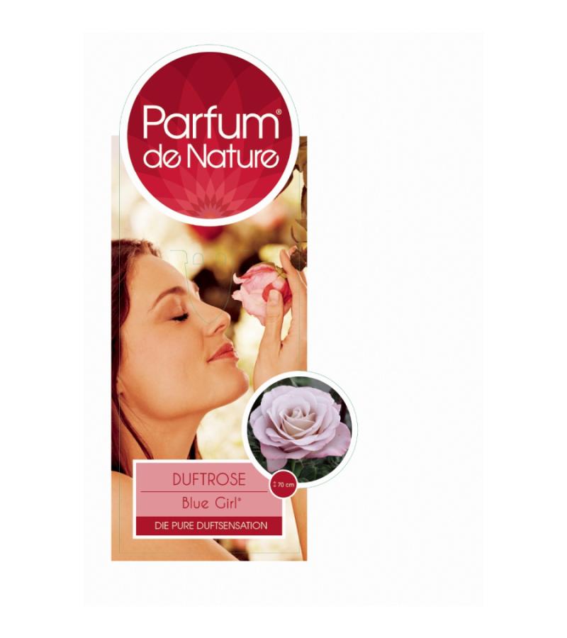 Grootbloemige roos Parfum de Nature (rosa  "Blue Girl"®)