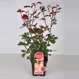 Grootbloemige roos Parfum de Nature (rosa Duftfestival®) C5 1 stuks