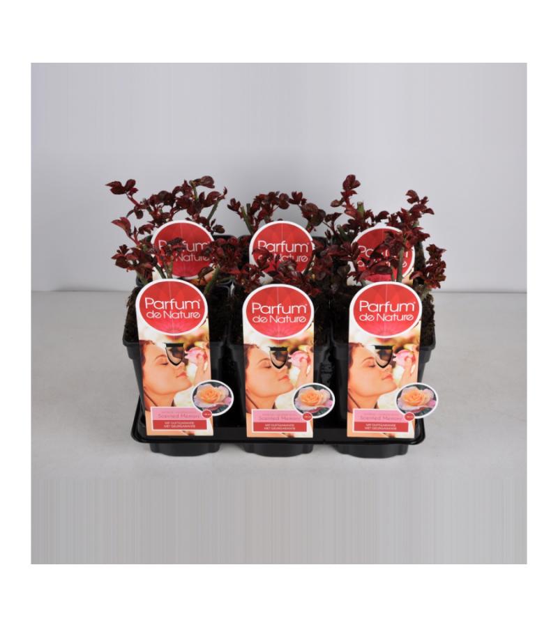 Grootbloemige roos Parfum de Nature (rosa "Scented Memory"® Parfum de Nature)