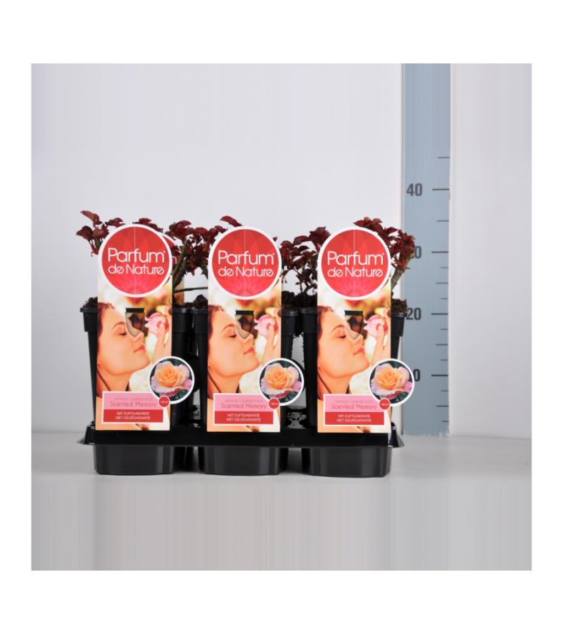 Grootbloemige roos Parfum de Nature (rosa "Scented Memory"® Parfum de Nature)