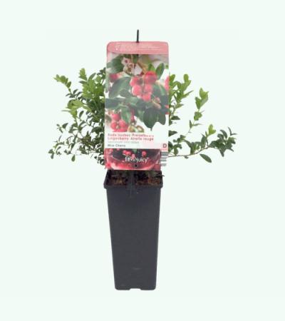 Bosbes (vaccinium vitis-idaea "Miss Cherry"®) fruitplanten
