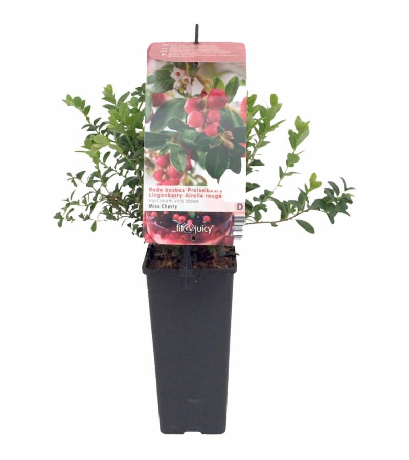Bosbes (vaccinium vitis-idaea "Miss Cherry"®) fruitplanten