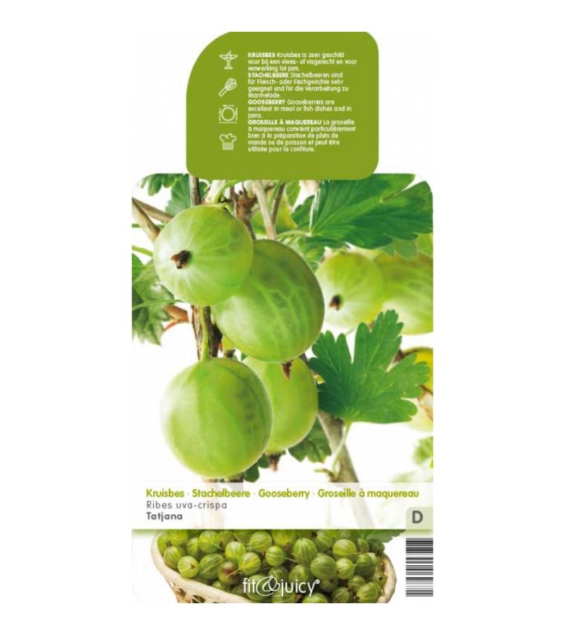 Groene kruisbes (ribes uva crispa "Tatjana") fruitplanten
