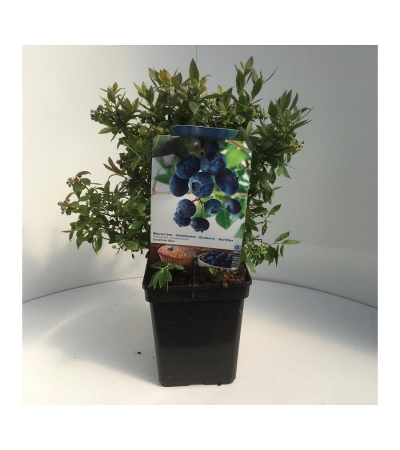 Bosbes (vaccinium corymbosum "Sunshine Blue") fruitplanten