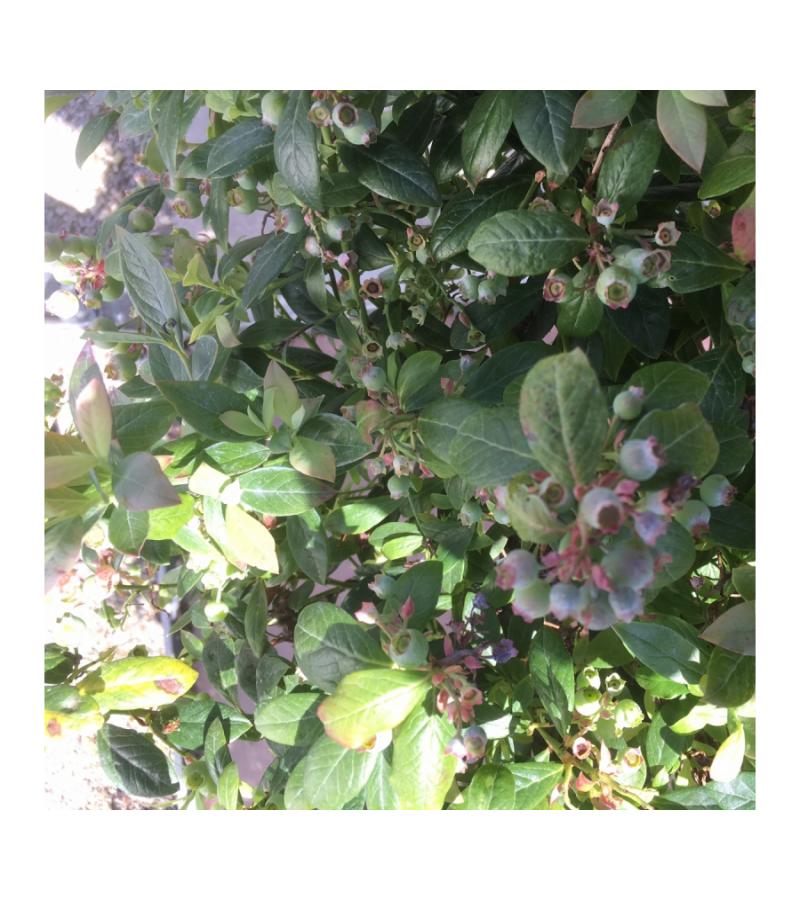 Bosbes (vaccinium corymbosum "Sunshine Blue") fruitplanten