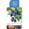 Bosbes (vaccinium corymbosum "Sunshine Blue") fruitplanten