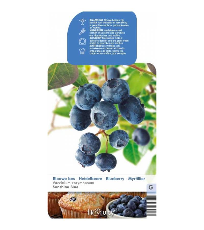 Bosbes (vaccinium corymbosum "Sunshine Blue") fruitplanten