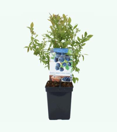 Bosbes (vaccinium corymbosum "Sunshine Blue") fruitplanten