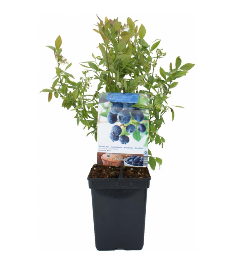 Bosbes (vaccinium corymbosum "Sunshine Blue") fruitplanten