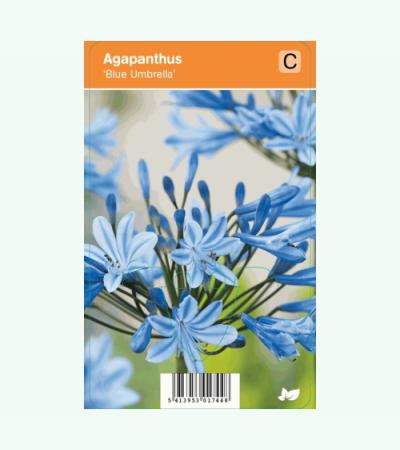 Afrikaanse lelie (agapanthus "Blue Umbrella") zomerbloeier