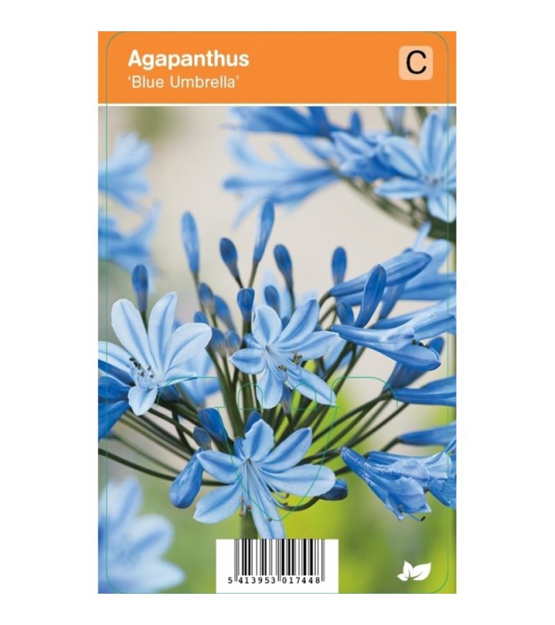 Afrikaanse lelie (agapanthus "Blue Umbrella") zomerbloeier