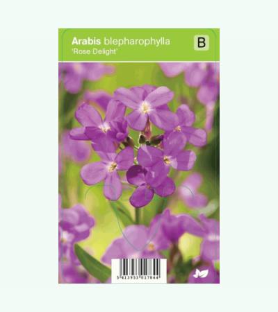 Rijstebrij (arabis blepharophylla "Rose Delight") voorjaarsbloeier