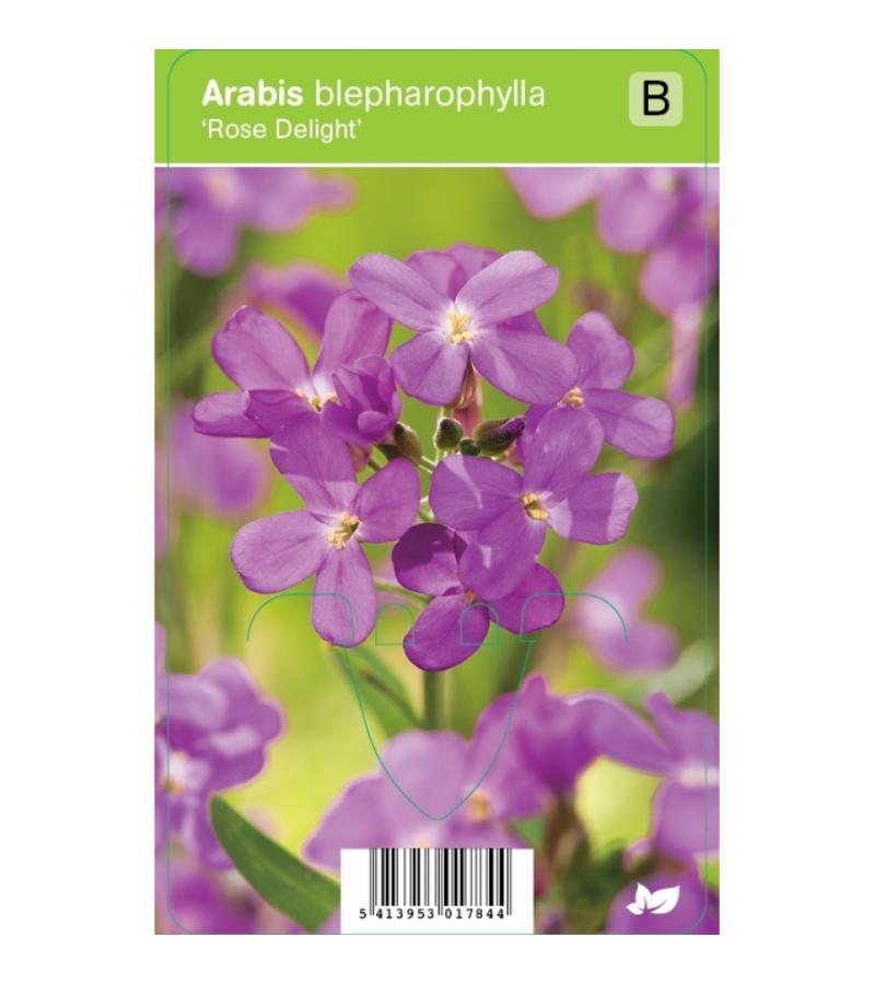 Rijstebrij (arabis blepharophylla "Rose Delight") voorjaarsbloeier