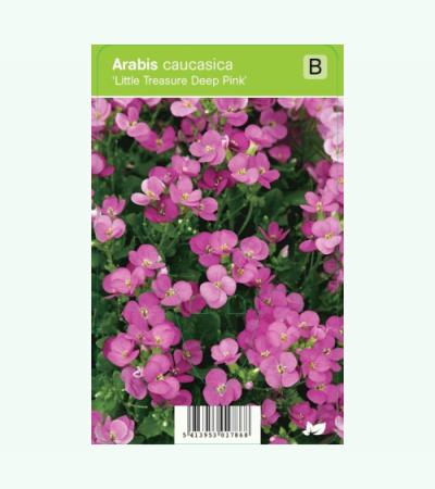 Rijstebrij (arabis little treasure "Deep Pink") voorjaarsbloeier