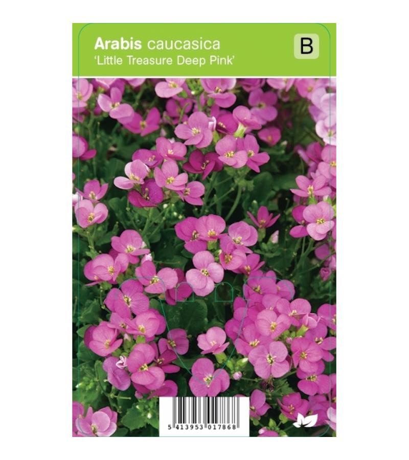 Rijstebrij (arabis little treasure "Deep Pink") voorjaarsbloeier