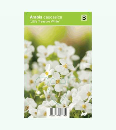 Rijstebrij (arabis little treasure "White") voorjaarsbloeier