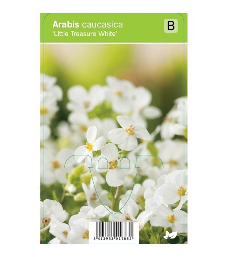 Rijstebrij (arabis little treasure "White") voorjaarsbloeier