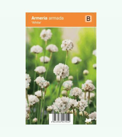 Engels gras (armeria armada "White") zomerbloeier