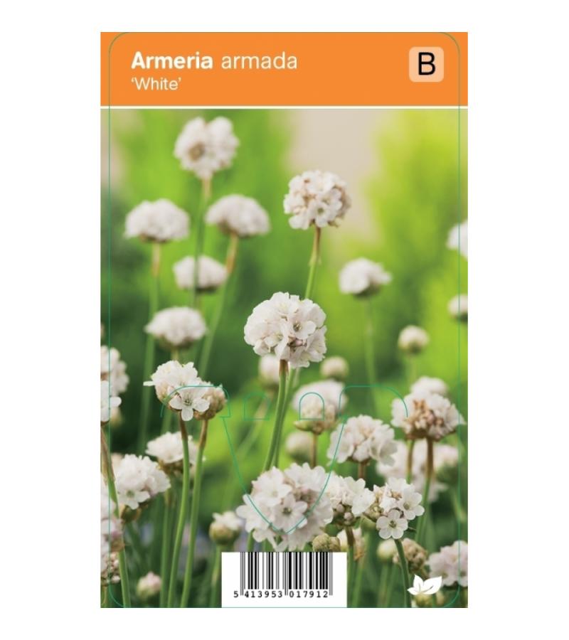 Engels gras (armeria armada "White") zomerbloeier