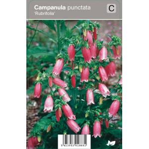 Klokjesbloem (campanula punctata "Rubrifolia") zomerbloeier