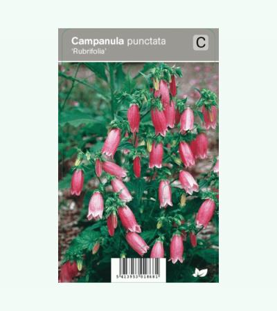Klokjesbloem (campanula punctata "Rubrifolia") zomerbloeier