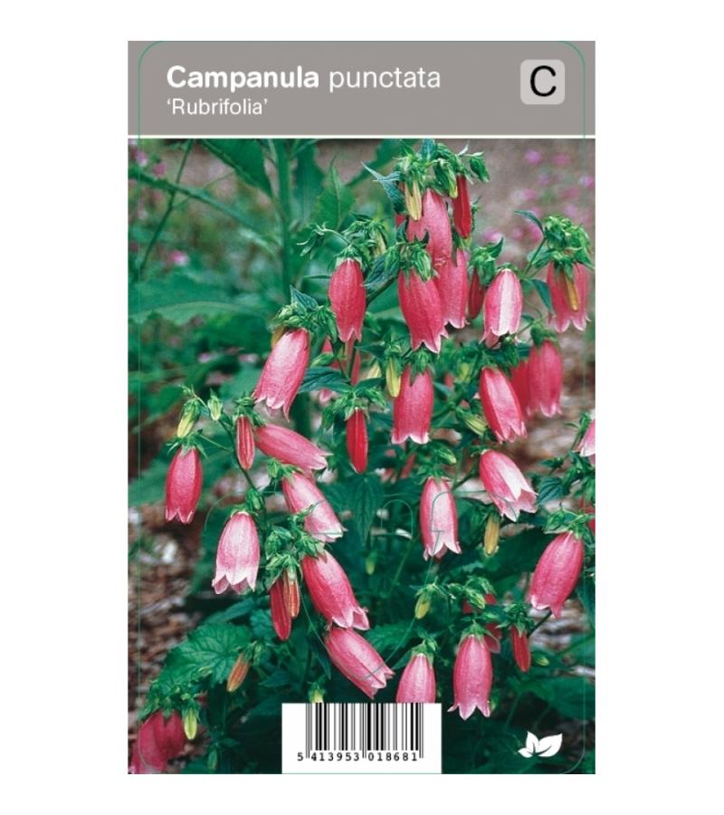 Klokjesbloem (campanula punctata "Rubrifolia") zomerbloeier