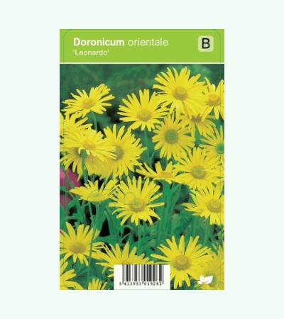 Voorjaarszonnebloem (doronicum orientale "Leonardo") voorjaarsbloeier