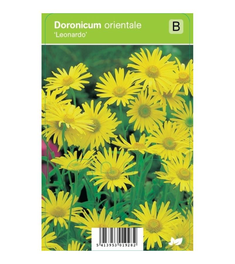 Voorjaarszonnebloem (doronicum orientale "Leonardo") voorjaarsbloeier