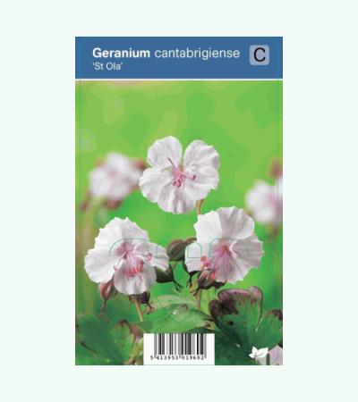 Ooievaarsbek (geranium cantabrigiense "St. Ola") schaduwplant