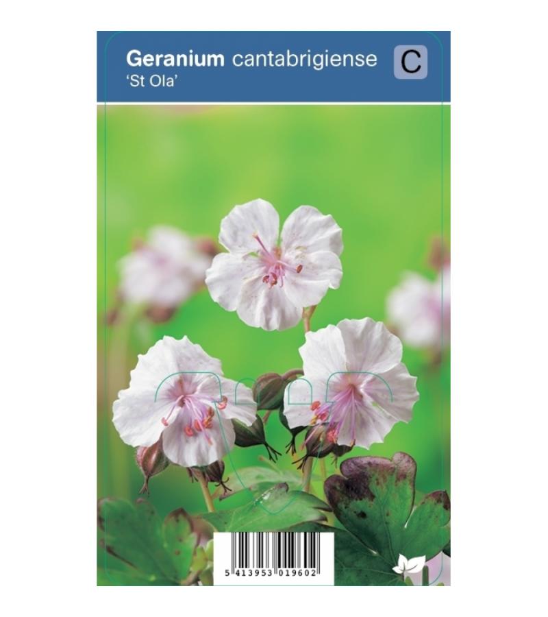 Ooievaarsbek (geranium cantabrigiense "St. Ola") schaduwplant