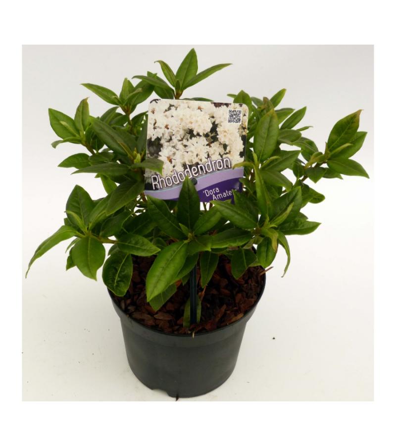 Dwerg rododendron (Rhododendron "Dora Amateis") heester
